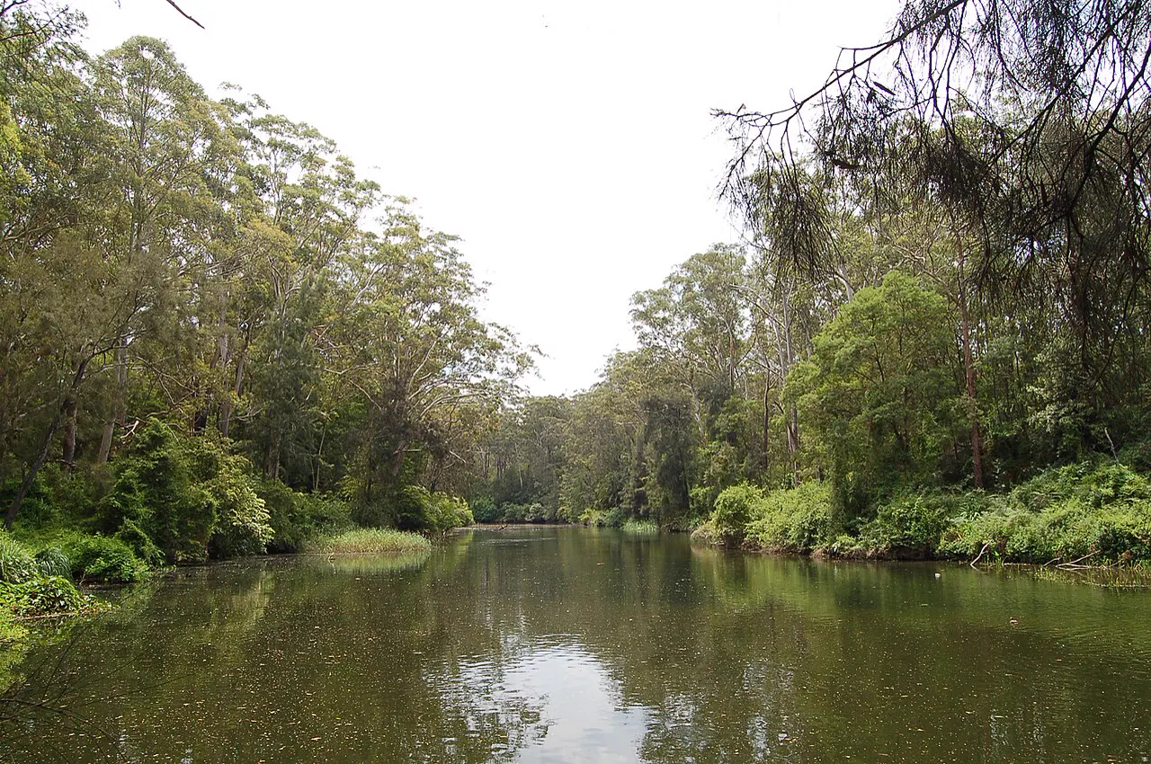 Lane Cove River, Lane Cove